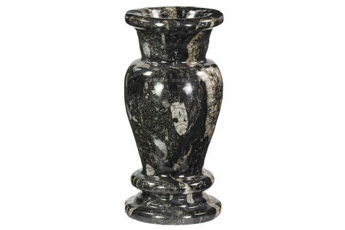 Limestone Vase With Orthoceras Fossils #104645